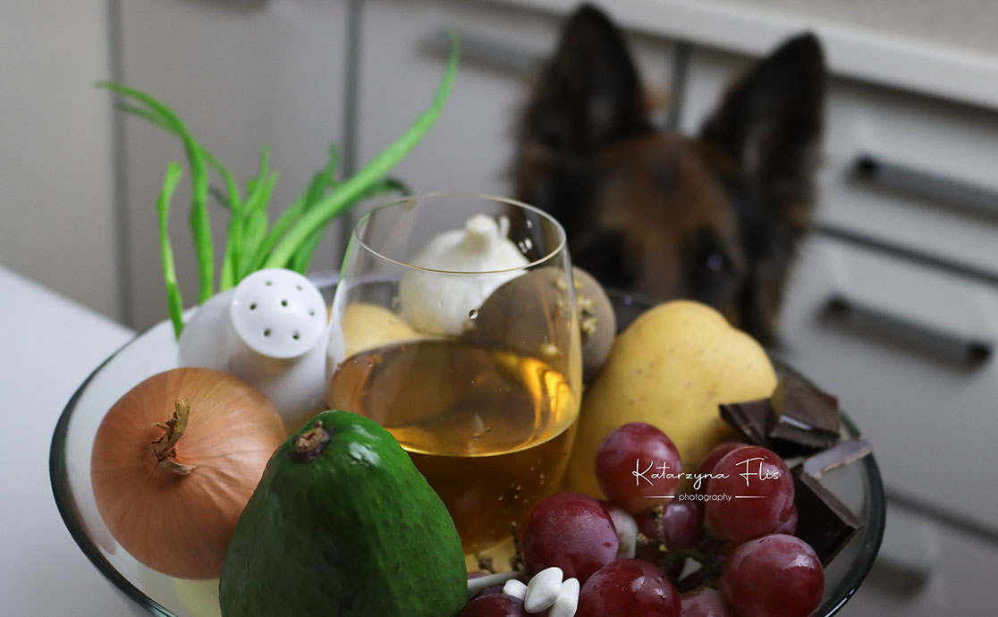 Jak znaleźć odpowiedzialną hodowlę psów