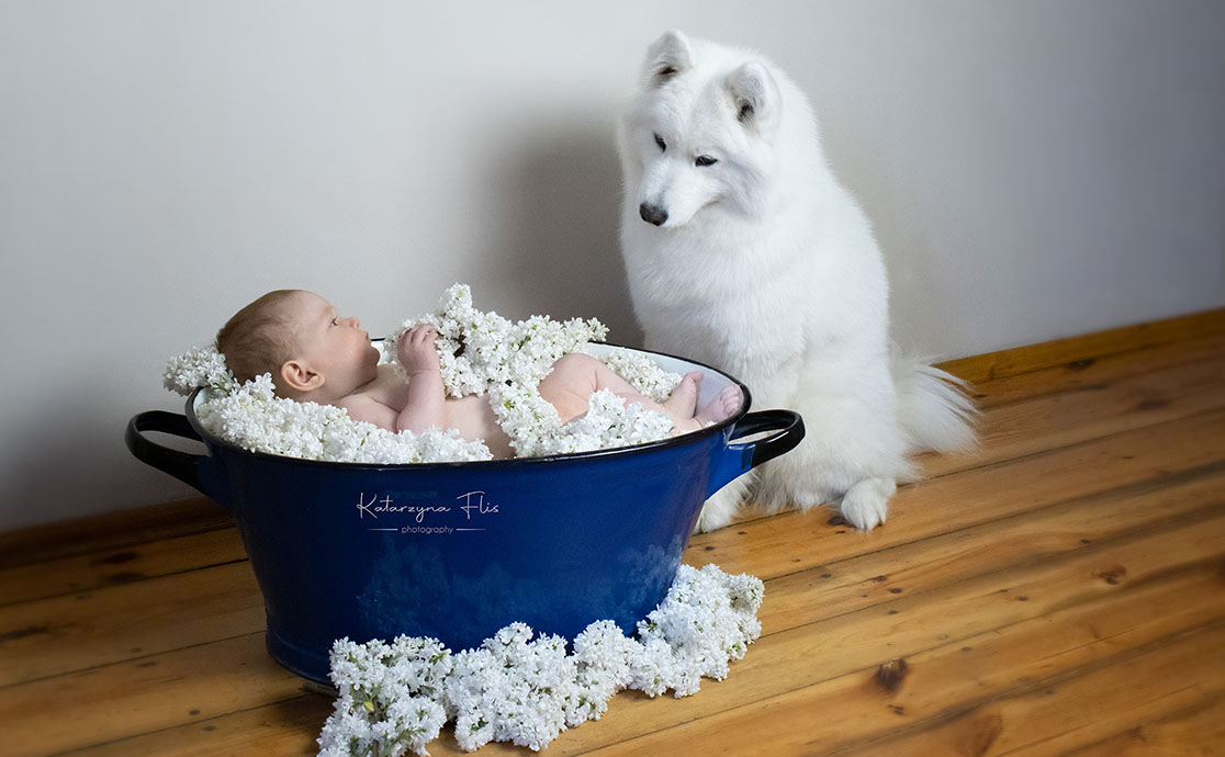 Psy i niemowlę w domu. Jak pogodzić wszystkie obowiązki i nie zwariować