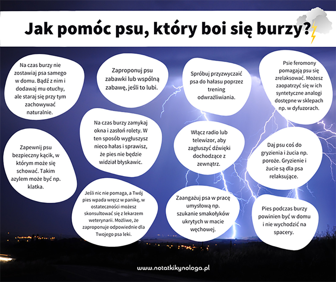 Grafika do artykułu: Jak pomóc psu podczas burzy