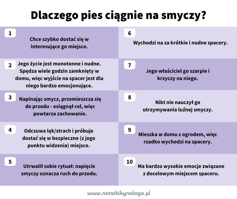 Dlaczego pies ciągnie na smyczy?